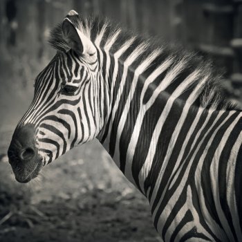 Closeup on beautiful zebra's head