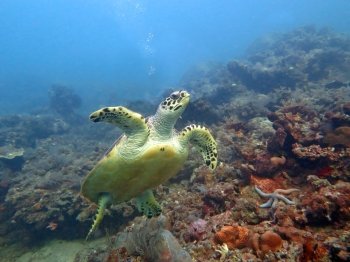  Hawksbill  sea turtle   current on coral reef  island, Bali.. Hawksbill  sea turtle   current on coral reef  island, Bali.