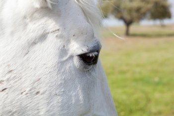 Eye photo of a white horse close up