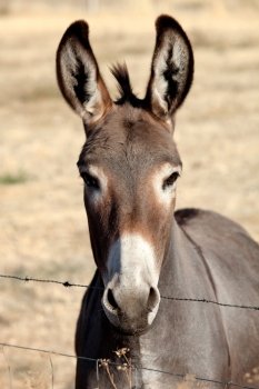 Funny donkey looking at camera behind a fence