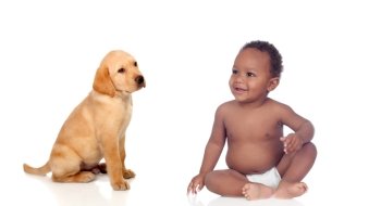 African baby and labrador puppy isolated on a white background