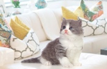 Lovely Persian kitten sitting on the couch at home