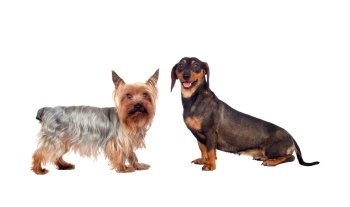 Couple of dog, a dachshund and yorkshire, isolated on a white background