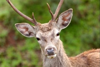 Nice portrait of a young deer looking at camera