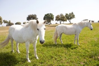 Two white horses in the meadow with a beautiful blue sky