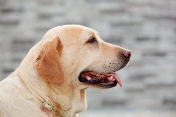 Nice golden labrador dog showing the tongue