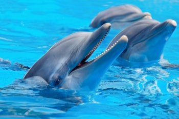 Three beautiful and funny dolphins during an exhibition in the water