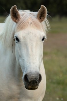 Nice free white horse in the pastures of Extremadura in Spain