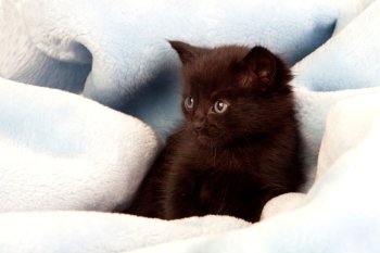 Small black kitten lying on a blue blanket