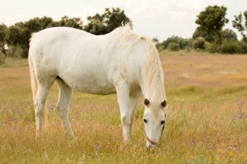 Beautiful white horse grazing in a field full of yellow flowers