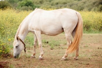 White horse in the meadow grazing grass prairie