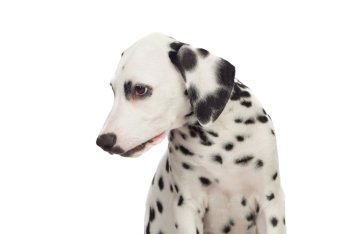 Beautiful Dalmatian with black spotted isolated on white background