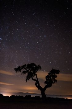 Nice night landscape with the sky full of stars
