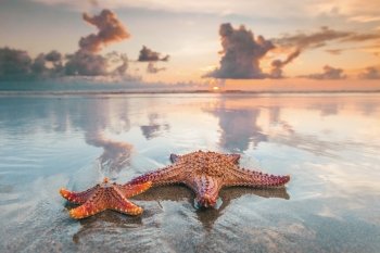 Two starfish on sea beach at sunset, Bali, Seminyak, Double six beach