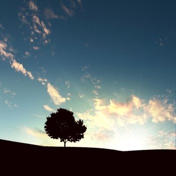 lonely tree on the sunset agaisnt sky background