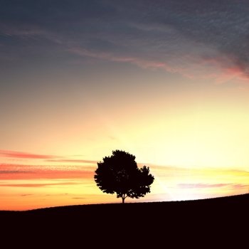 lonely tree on the sunset agaisnt sky background