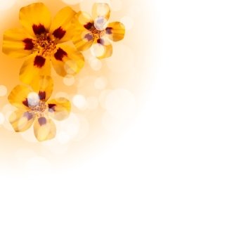 picture of color flowers against white background