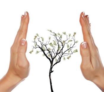 Hands and money tree - a symbol of investment in the future