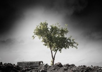 Birth of new life. Conceptual image of green tree standing on ruins