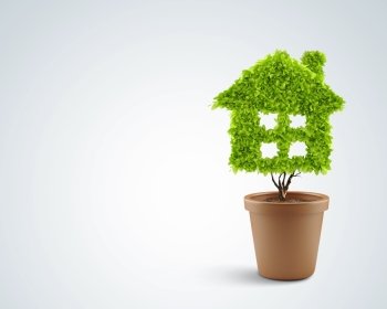 Clean house. Image of plant in pot shaped like house