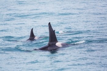 Orca (Killer Whale) in Alaska