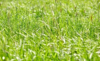 nature, summer, environment and flora concept - grass growing on meadow or field
