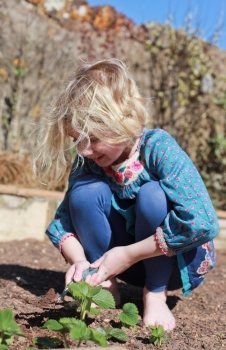 Pretty young girl planting strawberry plants in a garden