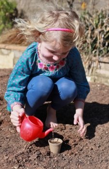Blonde haired girl watering seeds she has just planted from a toy teapot