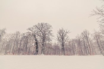 Trees in a winter landscape with snow