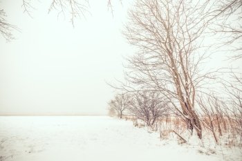 Lonely trees in the snow on a field
