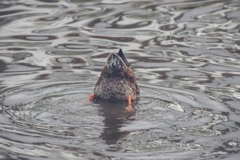 Duck looking for food in a lake with dark water