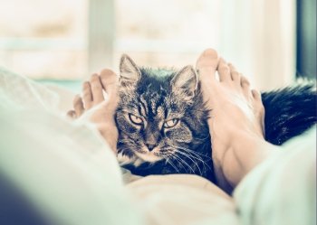 Cat in bed. Women's feet cuddle cat muzzle. 