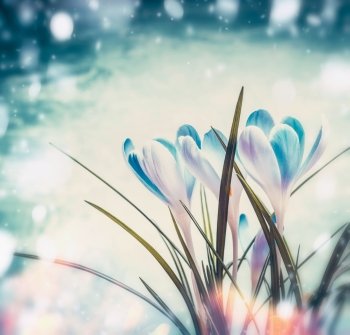 Beautiful first  crocuses on blue snow background with sunbeam bokeh, spring nature and  flowers concept
