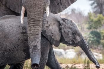 Bonding Elephants in the Kruger National Park, South Africa.