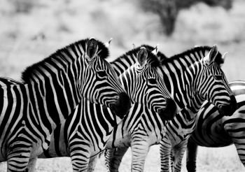 Zebras starring in black and white in the Kruger National Park, South Africa.