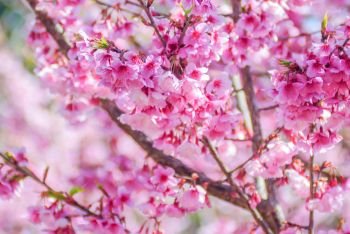 Spring time with beautiful cherry blossoms, pink sakura flowers.
. Pink Cherry Blossom