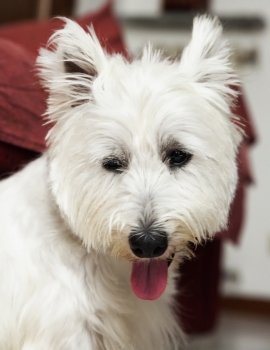 West Highlands Terrier with open mouth in portrait, vertical image