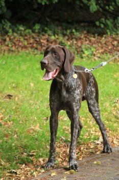 German shorthaired Pointer, 10 month old, male,