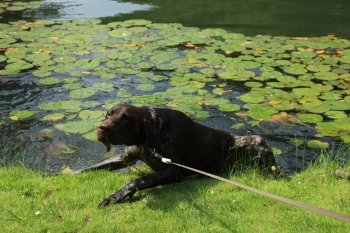 German shorthaired Pointer, 10 month old, male,  at the waterside