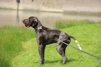 German shorthaired Pointer, 10 month old, male,  at the waterside