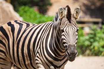 Common Zebra, science names 