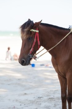 Horse on the beach. horse standing on the beach in the morning.
