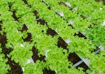 Hydroponic green leaf lettuce vegetables plantation in aquaponics system