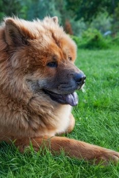 beautiful red dog chow lying on the grass