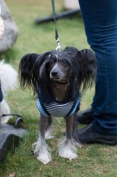Groomed Chinese Crested Dog  - Powderpuff, three years month old.