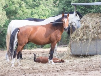 parents sons horses. Image of horses with 