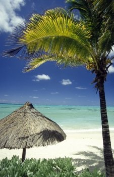 palmtrees on a beach on the island of Mauritius in the indian ocean. INDIAN OCEAN MAURITIUS BEACH 