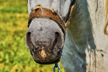 Nose horse. Nose horse closeup                               