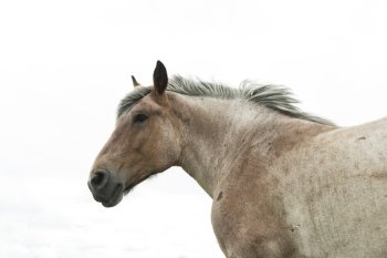 brown horse with clouded sky as background
