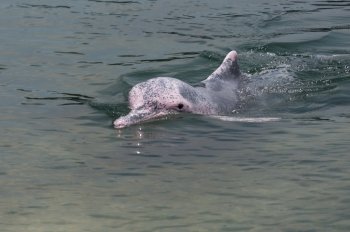 very rare pink dolphin in Singapore protection area